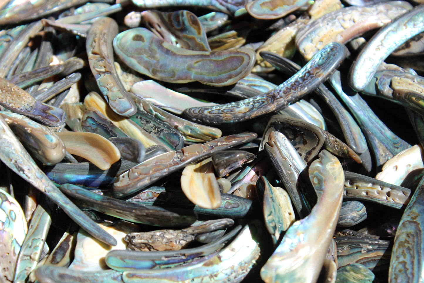 Abalone Rims